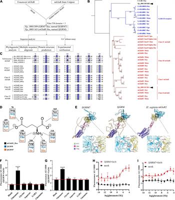 A metabotropic glutamate receptor affects the growth and development of Schistosoma japonicum